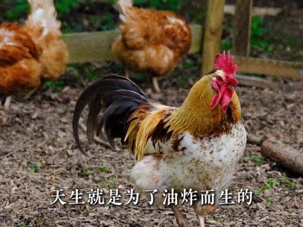 炸猪、炸鸡很常见,为什么没有炸牛? #青年创作者成长计划 #炸鸡
#满级吃商通关赛 #美食科普 #涨知识
