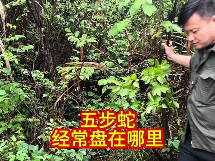 五步蛇经常盘在流过水的山沟沟那种水已经干掉的地方,因为那种地方比较凉快' 还会盘在石头底下,烂树底下都会盘, 总结比较凉快的地方'在户外一定要注意安全#采药 #户外 #蛇#五步蛇 #银环蛇