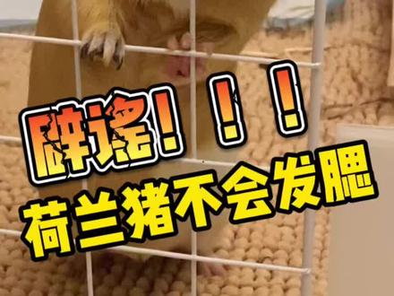#荷兰猪 #科普 #豚鼠 荷兰猪脸胖不是因为吃胖啦,品种基因决定的骨相,从小就这样,没有发腮,怎么能说我们胖呢🥺
