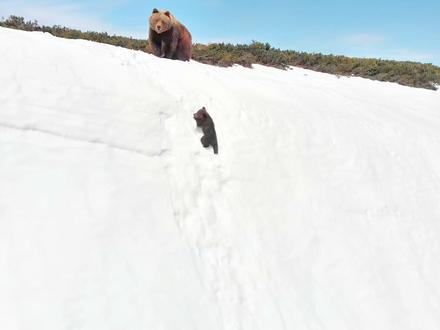 感动哭,小熊爬雪山竟因人类“帮倒忙”?别让科技伤害生命! 俄罗斯马加丹雪山的网红小熊爬雪山视频背后,藏着残酷真相。
专家指出,母熊因受无人机惊扰,
才带幼崽冒险攀爬陡坡,甚至因恐慌误伤孩子。
无人机噪音会让熊陷入极度应激,心率从41飙升至162!
这并非励志片,而是人类干扰野生动物的警示录。
请保持距离,尊重生命,拒绝打扰。
母熊因无人机惊吓,才逼迫幼崽挑战绝壁,
甚至“狠心”将其推下。
这并非自然法则,而是人类干扰下的生存悲剧。
敬畏自然,拒绝无良拍摄,让万物自在生长。
#小熊爬雪山 #无人机 #敬畏自然 #动物科普 #纪录片