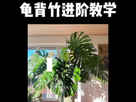 南北方养植物的不同点#龟背竹
