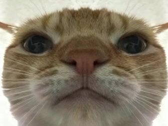 听说被蜜蜂蜇完就是科技选手了?#健身 #自然健身 #蜜蜂 #类固醇 #科技选手