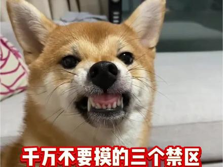 摸狗千万不要摸的三个禁区,摸了它真会翻脸#狗狗#新手养狗 #养狗经验分享