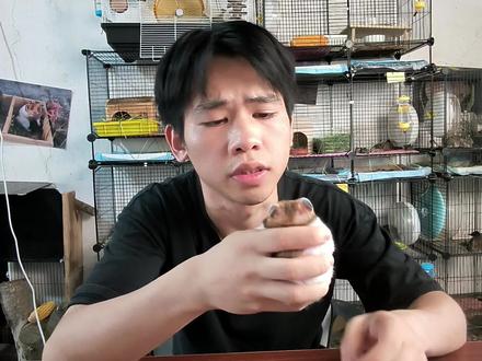 仓鼠最好的营养品就是活虫,蝉蛹,面包虫等,都富含大量蛋白质和氨基酸#萌宠出道计划 #仓鼠 #动物的迷惑行为 #金丝熊 @谢谢先生