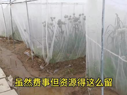 如果您手里有好洋葱球或种子,不知道怎么保存,我们来做,编码,留档,归还资源,团结合作解卡脖子#洋葱 #抖音助农