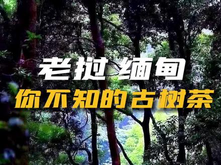 老挝川圹、丰沙里,缅甸果敢,曼派815等古树茶那到底好不好喝呢?这些原料还能称作普洱茶吗?#洪庆号 #洪庆先生说茶 #古树茶