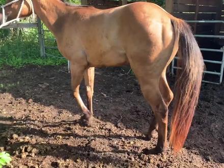 为什么马的腿受伤断掉之后,就会被执行安乐死? #科普 #动物 #冷知识