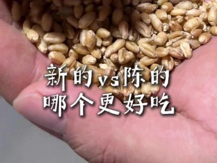 真相很多人不知道... “新麦子”磨面更好吗?#河北 #面粉