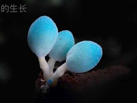 蘑菇生长快速放,很奇特,还有会发光的蘑菇,赞!