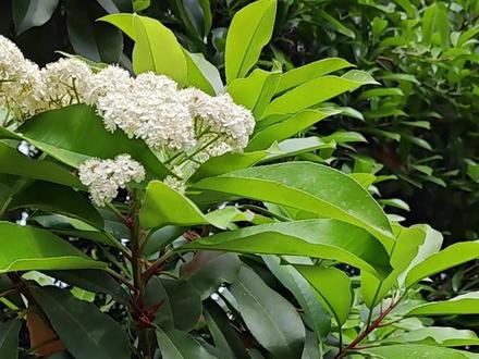 春日限定的白色浪漫,漯河的石楠花开了。