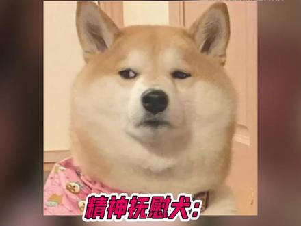 精神抚慰犬下班以后又点了一只精神抚慰犬