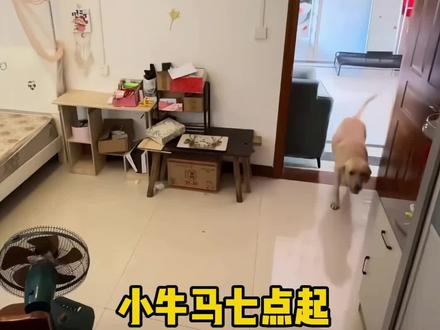 狗狗会唱歌,就是歌词很扎心 #就想说点大实话 #搞笑配音