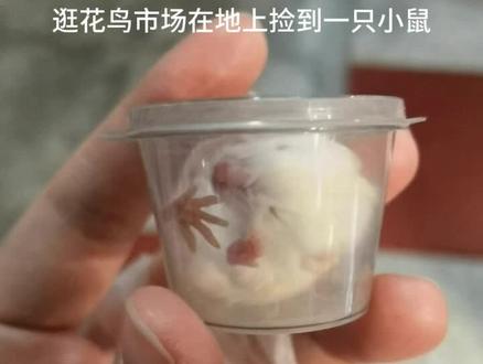 花鸟市场奇遇记之收养小老鼠 #仓鼠 #小白鼠 #花枝鼠 #养鼠日常