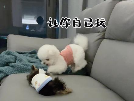mini抱抱太想跟哥哥一起玩了,可是wasabi实在不愿意带这个小东西,今天正好拍到wasabi忍无可忍发脾气的样子了,不知道什么时候他们可以和谐相处。#萌宠日常记录