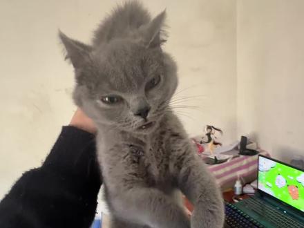 只是这废物猫吗😭 #小猫 #好猫 #牛逼猫咪 #废物猫