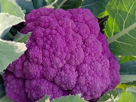 紫色花菜是染色还是转基因,能吃么?#纯天然绿色蔬菜 #现场实拍 #好吃又营养 #三农