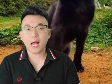 湖南胡子狗,猎人眼中的狗王