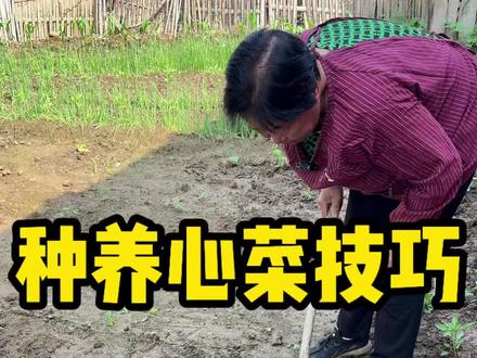跟老妈学习种菜技巧,嘎嘎有用,棒棒哒#种菜