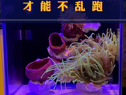 奶嘴海葵如何选择?如何养奶嘴,才不会跑?#海缸日记 #海水鱼珊瑚 #水族爱好者 #奶嘴海葵 #海洋生物