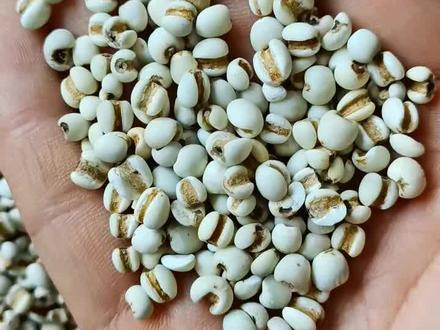 #薏米仁#薏仁米#中药本草 #中药养生 #创作灵感 这个下锅还不错哟,你吃过了吗