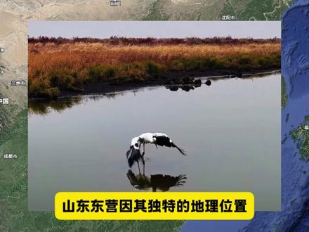 原来庄子没有骗人,逍遥游中的鲲鹏竟然真的存在 #东营 #候鸟迁徙 #鲲鹏 #逍遥游 #内容过于真实