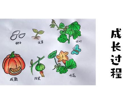 南瓜的成长过程#简笔画 #育儿绘画 #南瓜