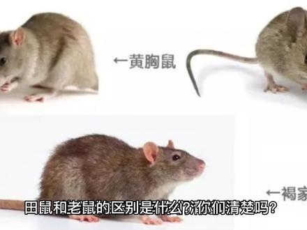 田鼠(仓鼠)老鼠的区别是什么,快看看@农田小辉 @城市猎人飞哥 #家有萌鼠 #仓鼠日常 #宠物鼠 #仓鼠