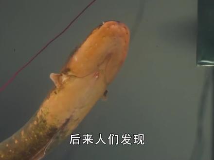 电鳗放出的800伏电压可杀死鳄鱼,它如何发电?为何电不死自己?(三) #电鳗 #知识分享 #科普 #生活