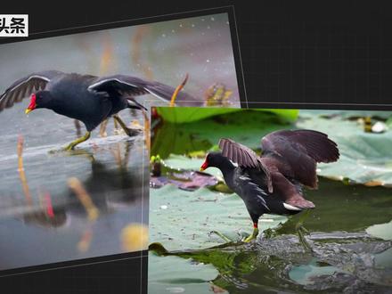 黑水鸡——会游泳的“假鸡”