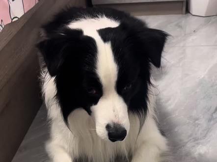 #萝卜纸巾猫咪模仿挑战 #萌宠 #边牧 #聪明的边牧 一分钟教大家学会萝卜蒸蚌!!!!