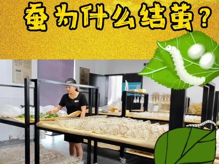 谁知道蚕为什么结茧?#传统手艺 #原创
