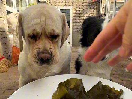 一个比一个心眼子多#狗狗#狗狗吃饭 #张哈皮的日常