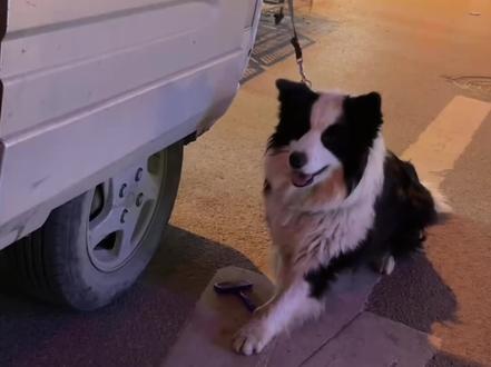 走丢了两个月的边牧落入狗贩子手中,最终靠自救回到主人身边#边牧 #狗贩子 #边牧的智商 #这狗成精了 #萌宠出道计划