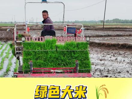 开原为农农资,水稻全生物可降解地膜栽培技术。#三农种植新方案 #水稻农业种植 #科学种植解决方案 #绿色环保