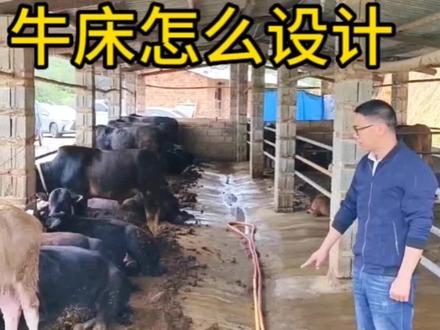 牛床怎么设计#养牛人 #养殖场专用 #牛羊养殖