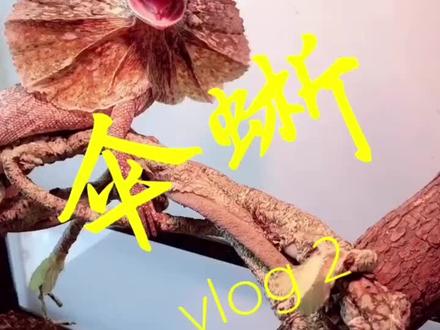 #爬宠 #伞蜥 #vlog日常 伞蜥的vlog2,主要分享大致的饲养环境;如果想聊什么爬宠,欢迎关注留言😋!