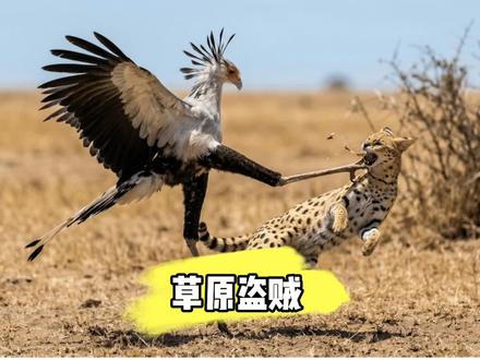 胜者是薮猫,感动我的却是蛇鹫 #动物大战#野生动物#草原大战#蛇鹫#薮猫