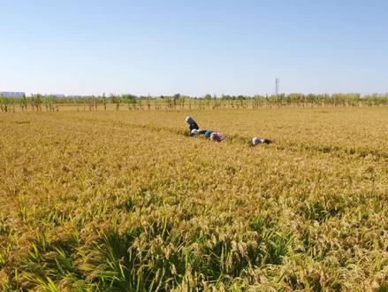 竹子和水稻杂交,竹稻米究竟能不能吃? #竹稻 #水稻 #杂交水稻