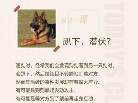 趴下,潜伏?#宠物知识 #科学养宠攻略 #犬行为学 #养狗经验分享 #狗狗