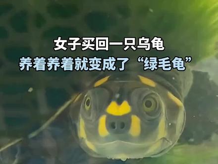 女子买回一只乌龟,养成了“绿毛龟”