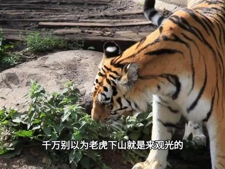 黑龙江2只“东北虎”,强闯村镇吃狗,市政全员紧急出动#科普 #科普知识 #科普达人 #科普涨知识 #奇闻奇事
