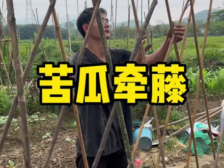 给苦瓜牵藤搭架 进入多雨的季节,种的农作物长势挺不错,也到了该给它们牵藤搭架的时候了#苦瓜种植 #微光点亮乡村 #新农人计划 #幸福乡村春耕季 #我的乡村生活