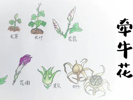 牵牛花的一生#简笔画 #牵牛花的成长过程 #育儿简笔画 #画画