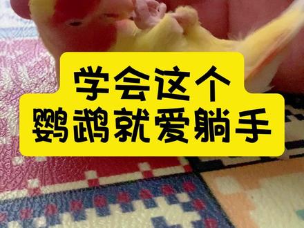 学会这个鹦鹉就爱躺手#牡丹鹦鹉 #鹦鹉 #小鸟成精了 #可爱到爆 #教程来了