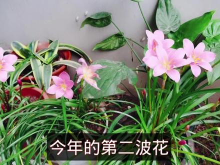 风雨兰10天后再次复花,之前分享的催花方法,效果大家亲眼见证