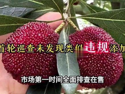 上海启动“进场必查” 5天销毁不合格杨梅1641公斤