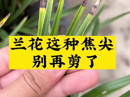兰花出现这种焦尖,别再剪了#兰花#兰花养护