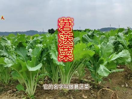 探寻莙荙:一道古波斯风味的蔬菜 #蔬菜 #牛皮菜 #莙荙菜 #三农种植 #健康饮食 #素菜 #一日一植物