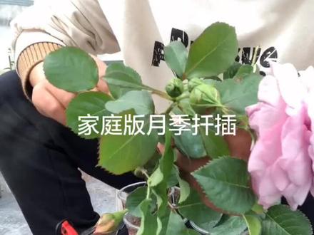 1:土质要求疏松透气且排水性好的2:有无生根剂都没太大影响3:半个月这样就可以生根#月季扦插 @抖音小助手