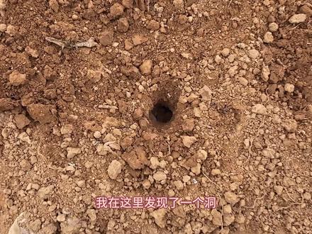 野外发现一个神秘洞穴,拿出铁锹深度挖掘,里面竟然挖出一堆花生 #真实户外 #乡野生活